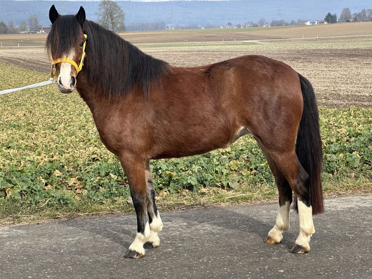 Welsh C (of Cob Type) Mare 3 years 12 hh Brown in Riedlingen