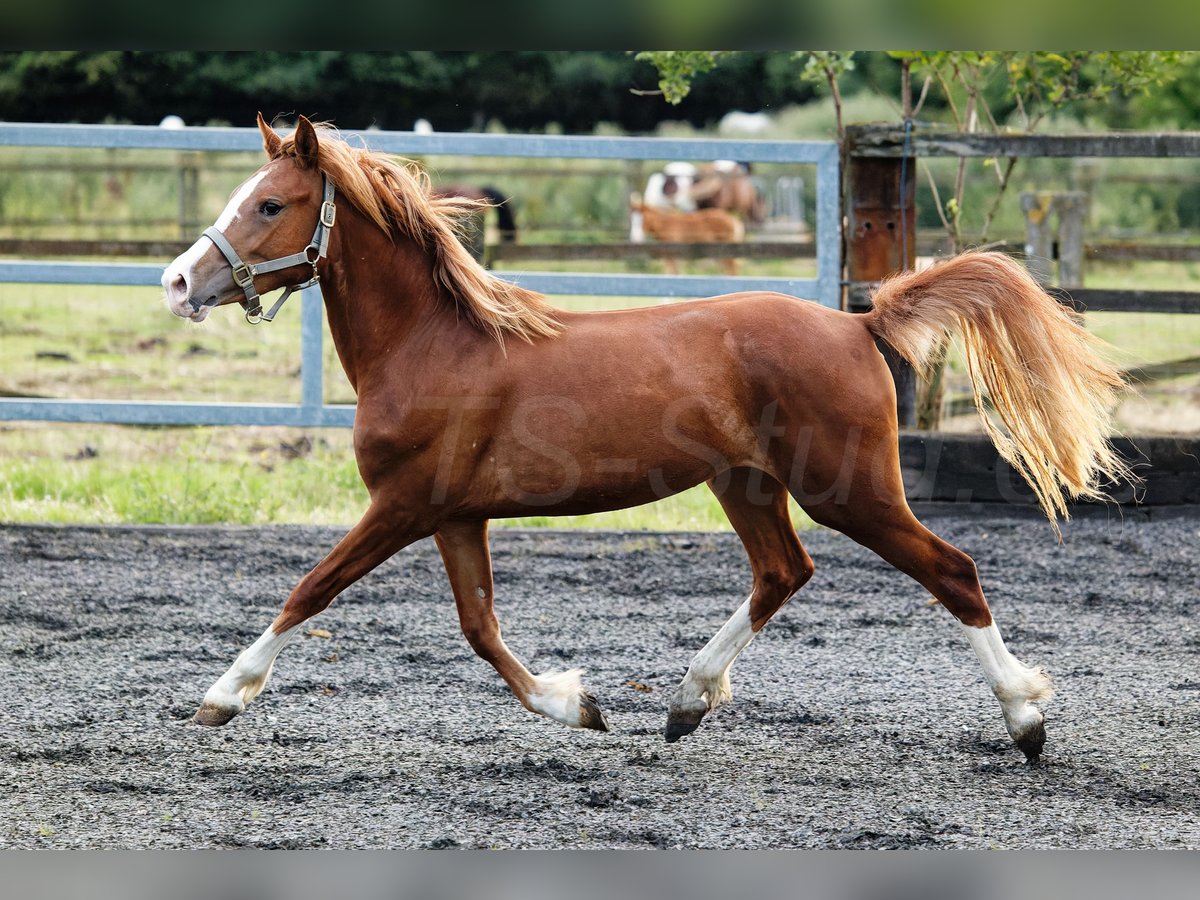 Welsh C (of Cob Type) Mare 3 years 13,1 hh Chestnut-Red in Meerbusch