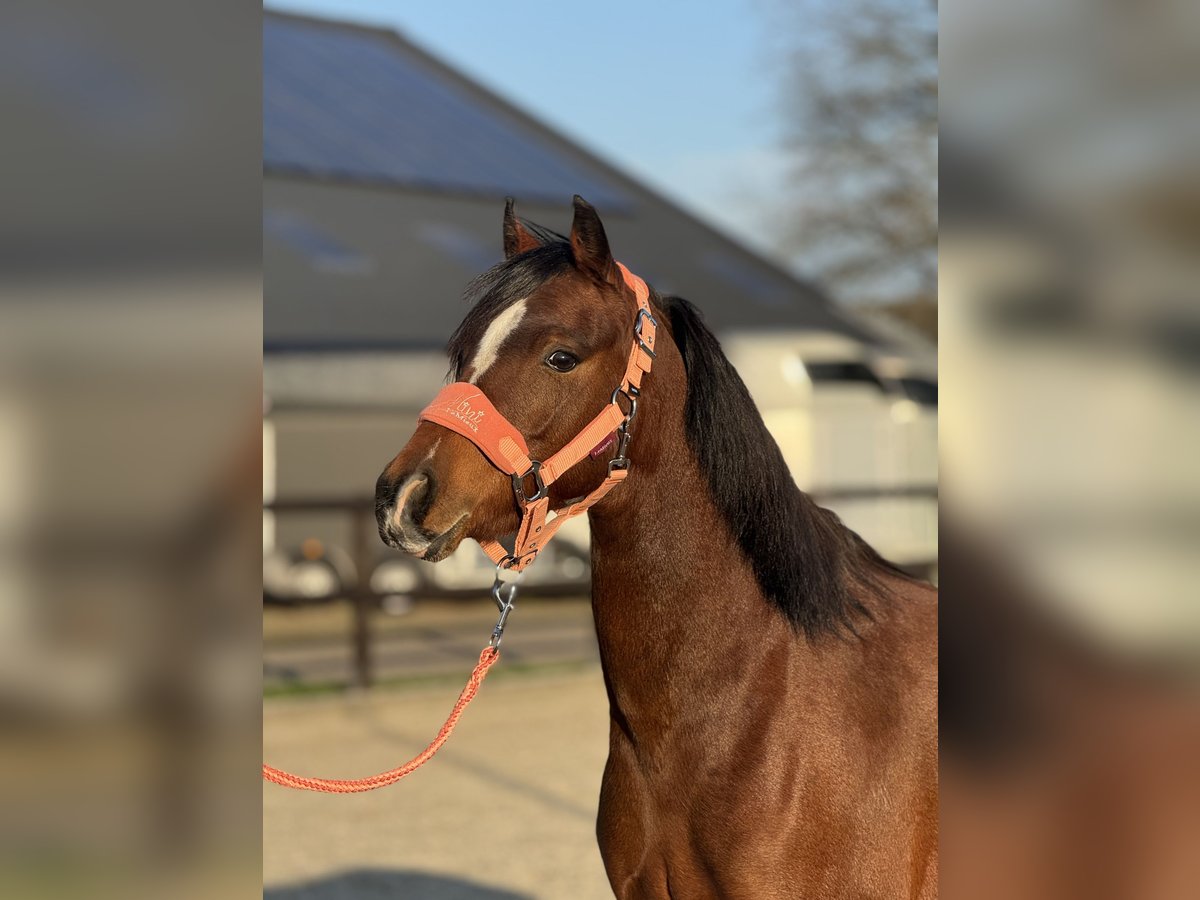 Welsh C (of Cob Type) Mare 4 years 13,1 hh Brown in Leersum