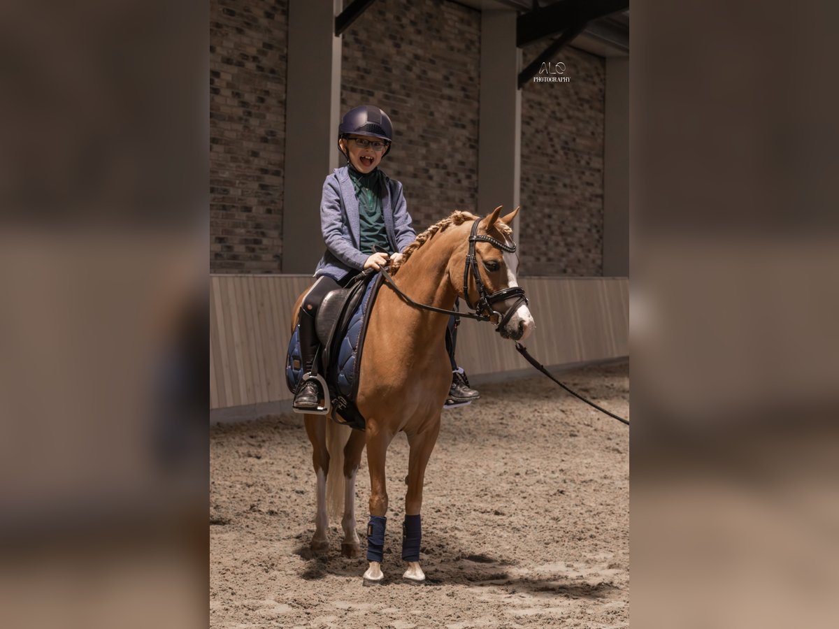 Welsh C (of Cob Type) Mare 5 years 11,1 hh Chestnut-Red in Nieuwe Niedorp