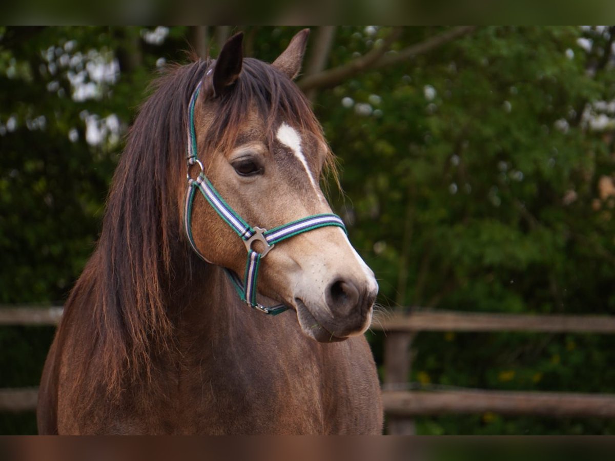 Welsh C (of Cob Type) Mare 5 years 13,1 hh Buckskin in Schönbek