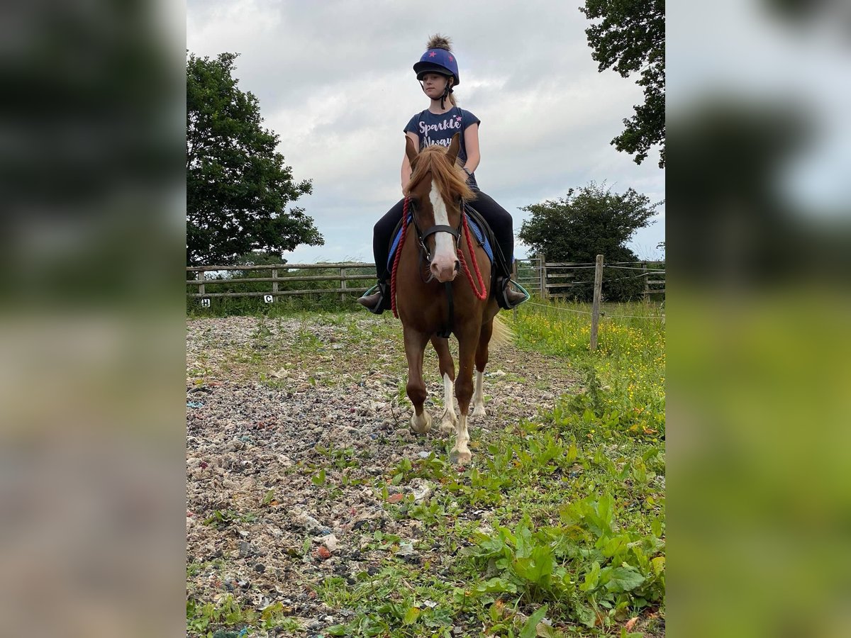 Welsh C (of Cob Type) Mare 7 years 13,1 hh Chestnut in Saint hilaire la treille