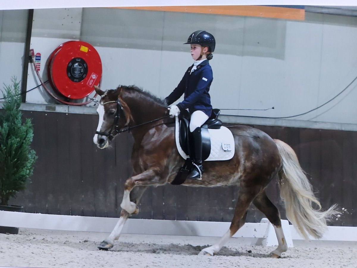 Welsh C (of Cob Type) Mare 8 years 13 hh Chestnut-Red in Gemonde