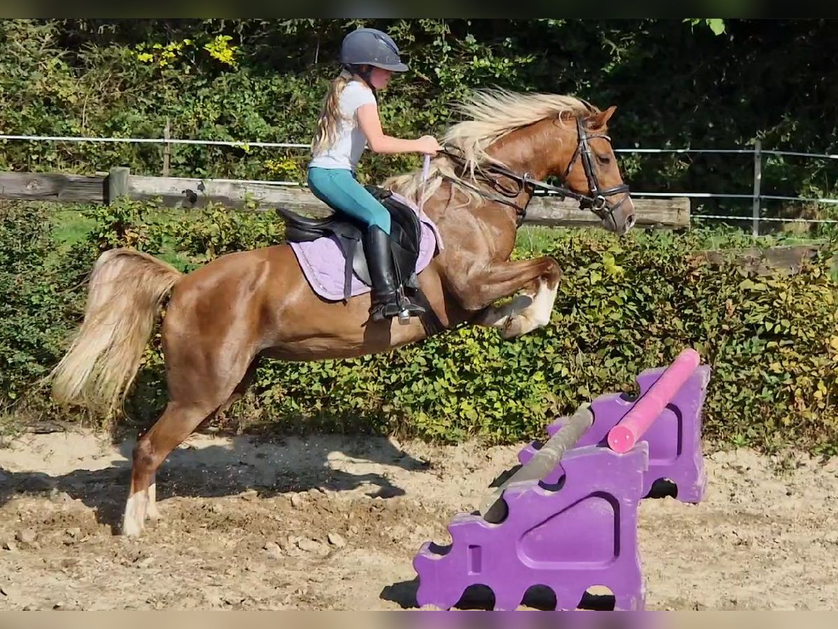 Welsh C (of Cob Type) Mare 9 years 13,1 hh Chestnut-Red in Boutersem