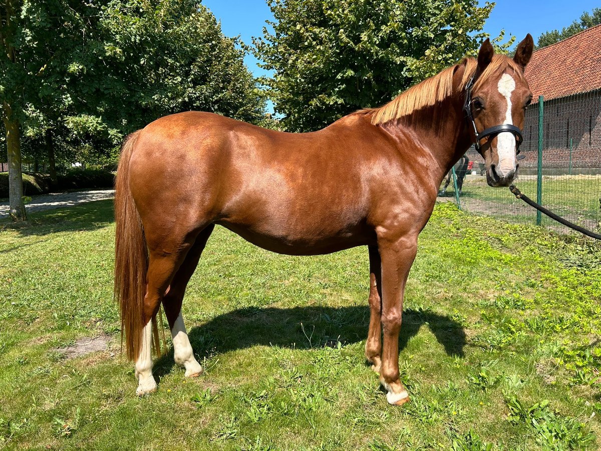 Welsh C (of Cob Type) Mare 9 years 13 hh Chestnut-Red in Assebroek