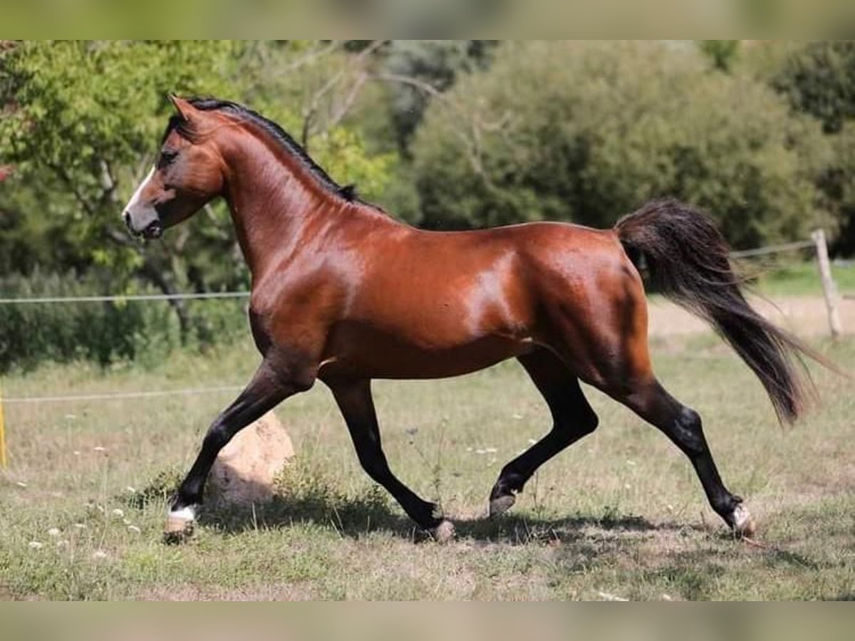 Welsh C (of Cob Type) Stallion 15 years 13 hh Brown in SAINT ETIENNE DU BOIS