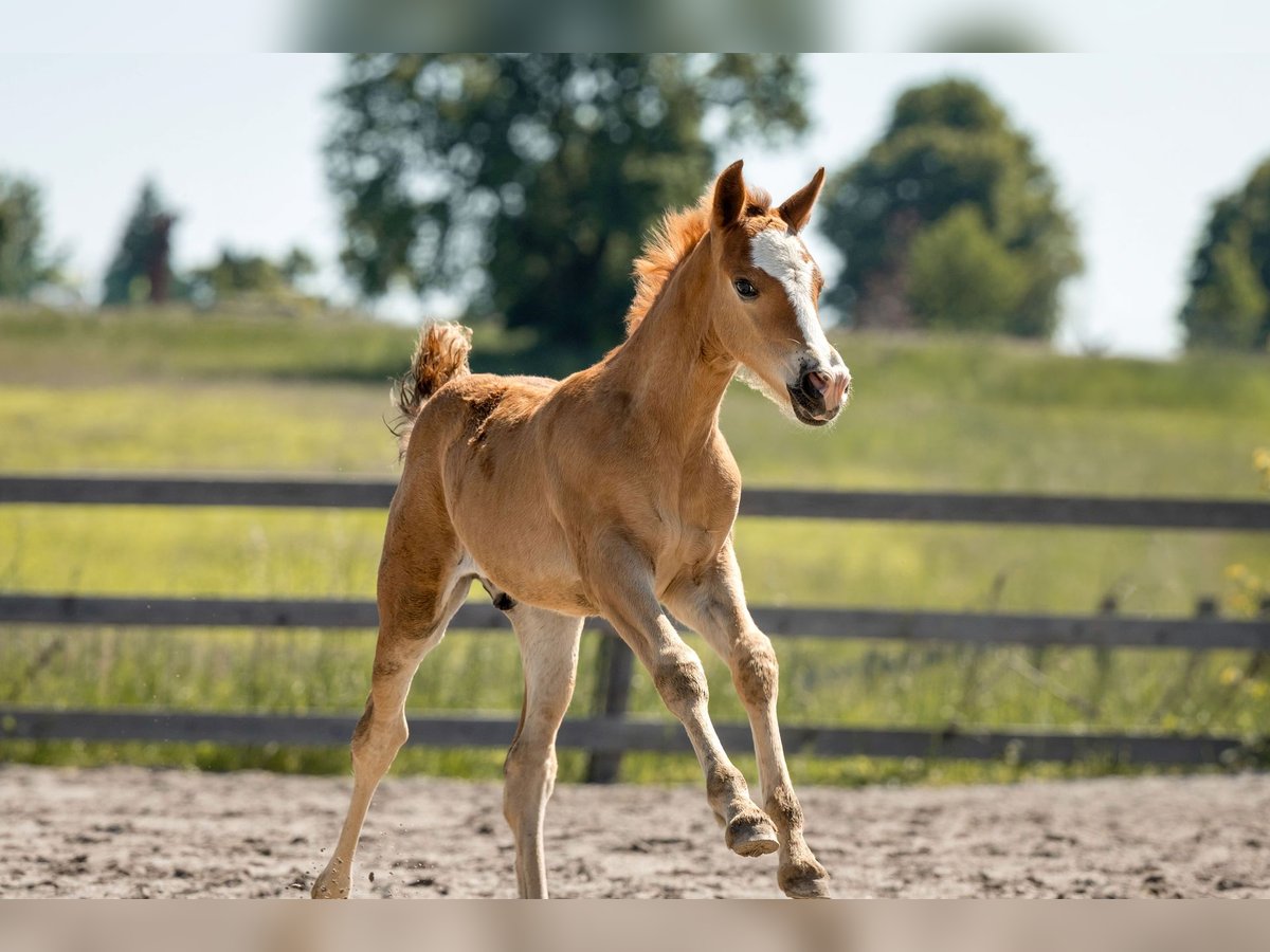 Welsh C (of Cob Type) Stallion 1 year 13,1 hh Chestnut-Red in Drobollach am Faaker See