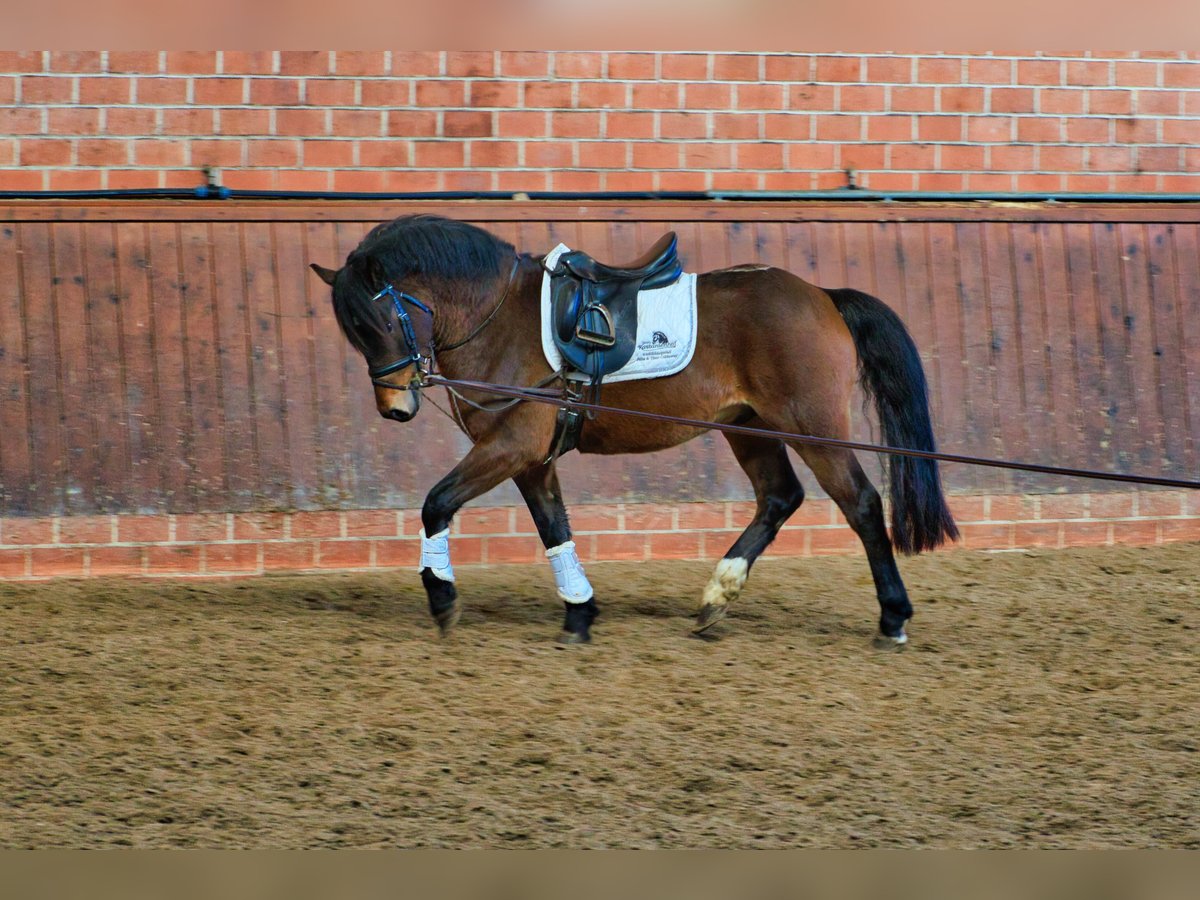 Welsh C (of Cob Type) Mix Stallion 3 years in Wardenburg