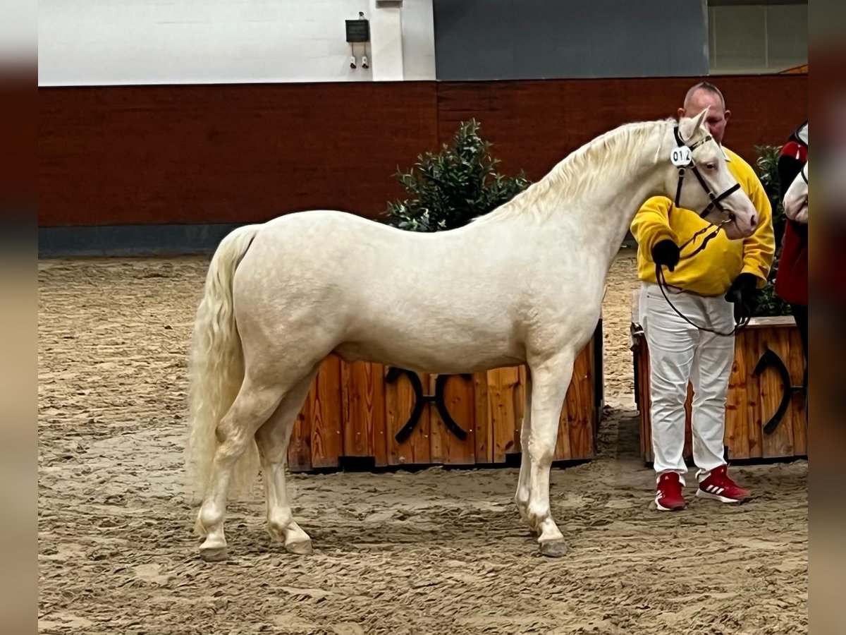 Welsh C (of Cob Type) Stallion 4 years 12,2 hh Cremello in Neumünster