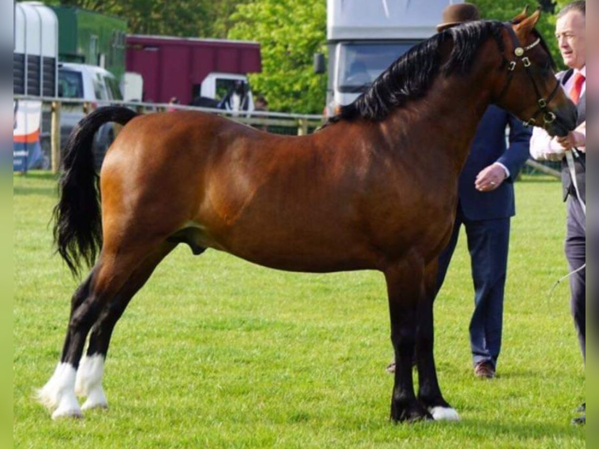 Welsh C (of Cob Type) Stallion 8 years 13,1 hh Brown in Saint hilaire la treille