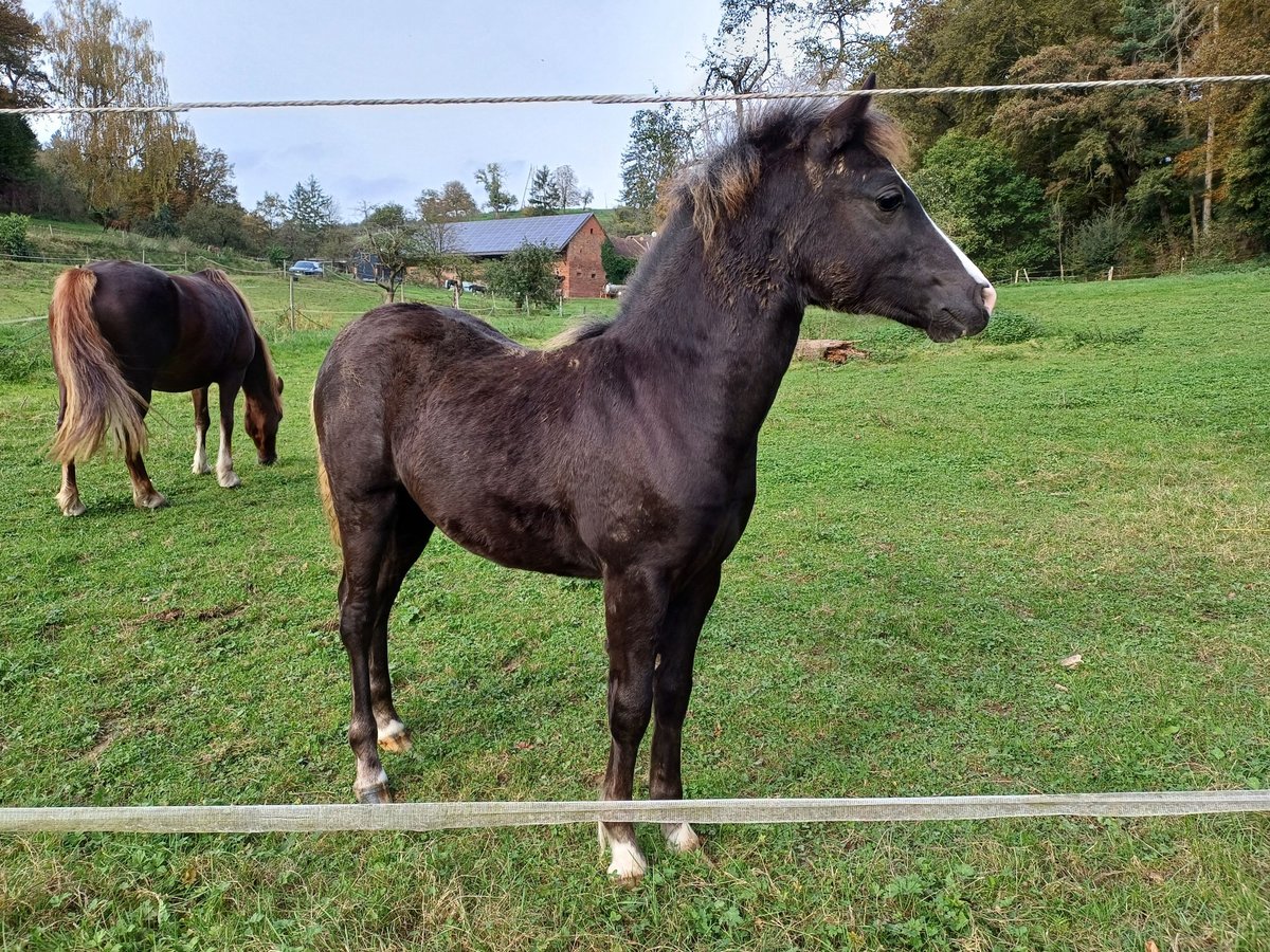 Welsh C (of Cob Type) Stallion Foal (05/2024) 13 hh Black in Obernburg am Main