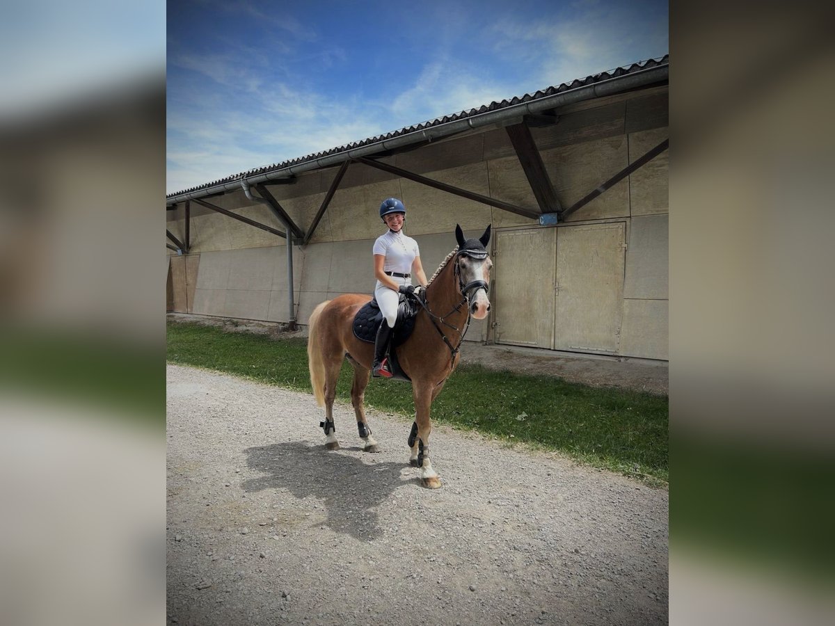 Welsh-C Castrone 14 Anni 148 cm Baio in Babenhausen