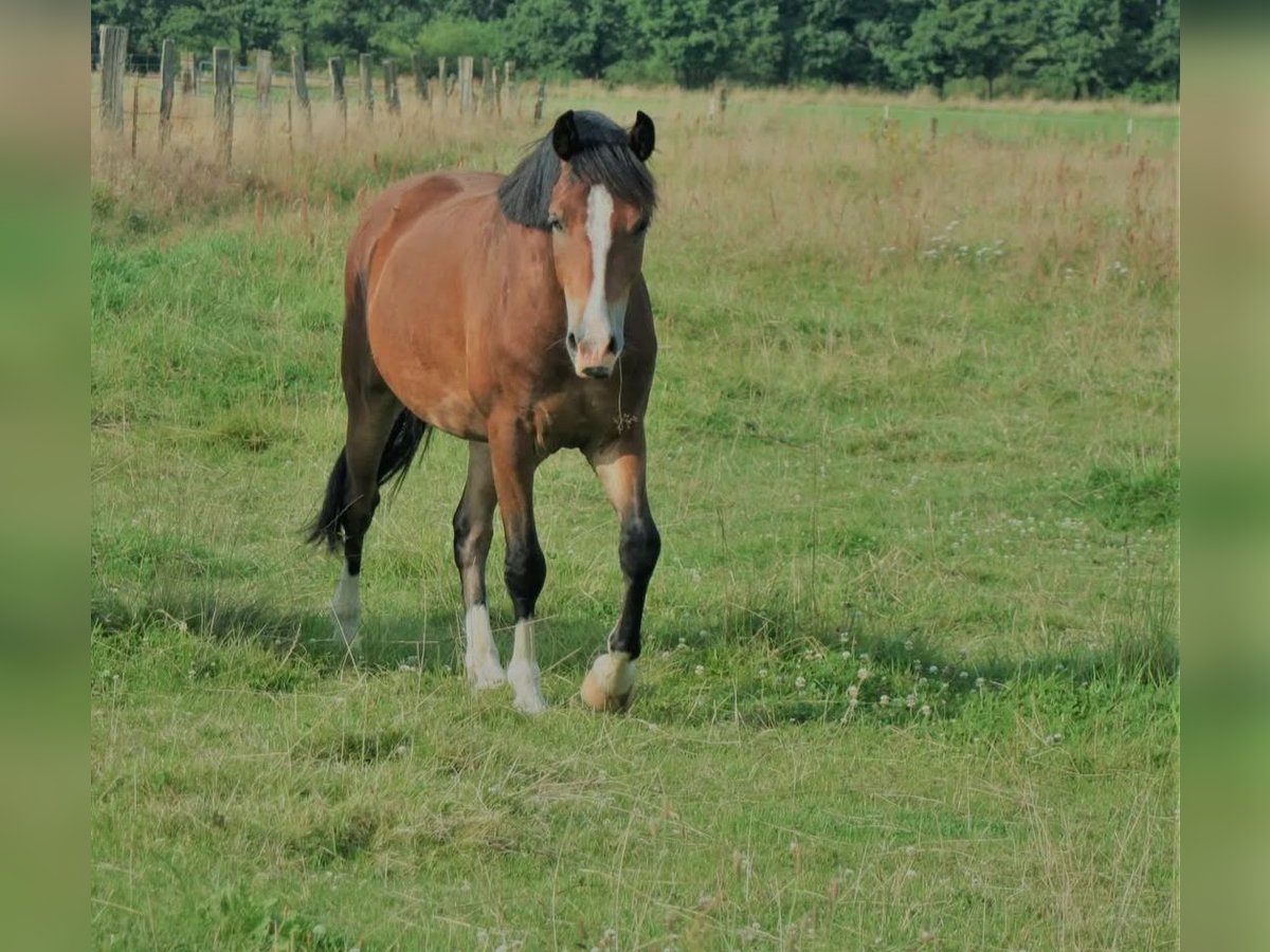 Welsh-C Castrone 3 Anni 142 cm Baio in Schwarmstedt