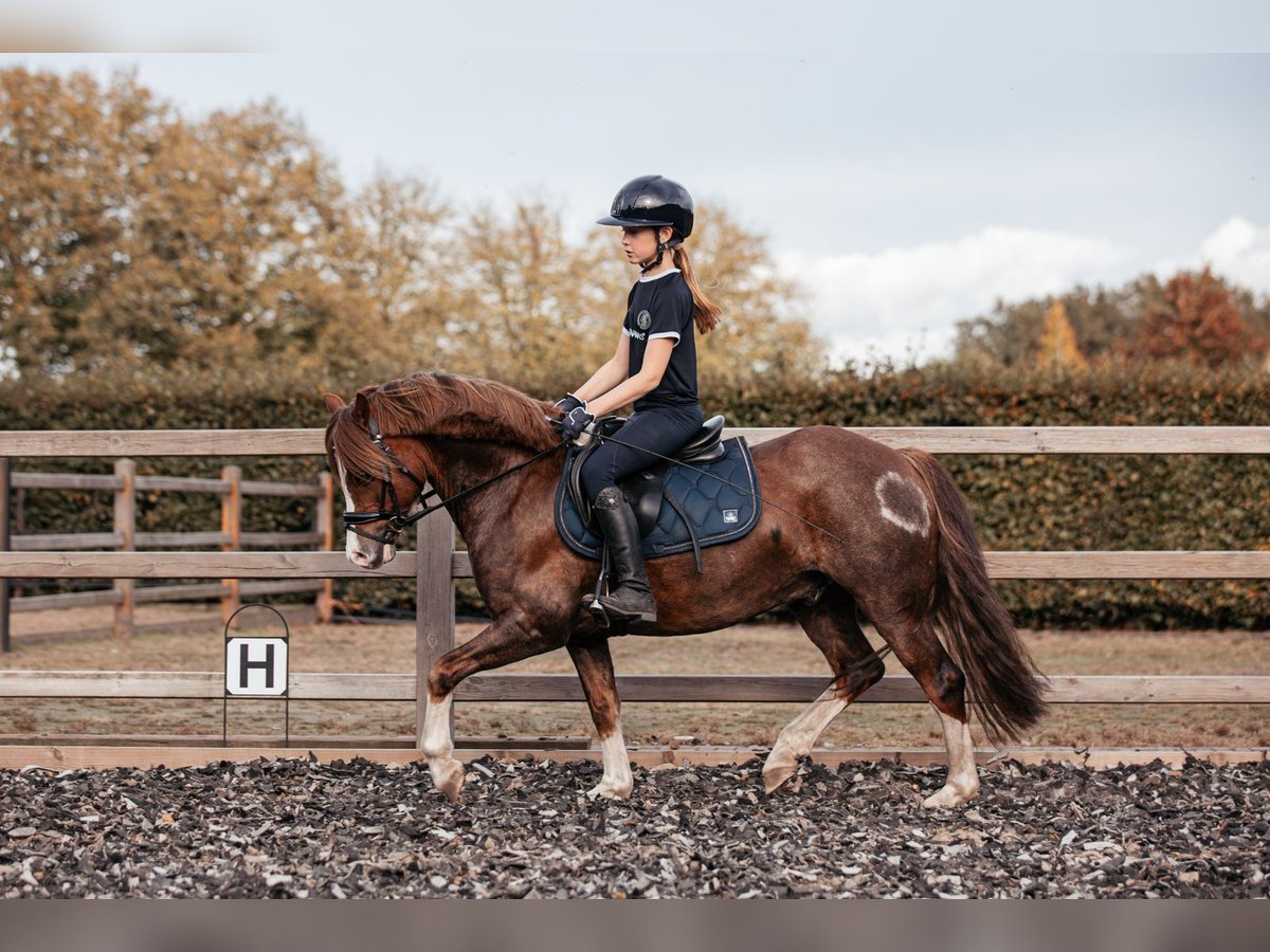 Welsh-C Castrone 7 Anni 134 cm Sauro scuro in Hooge Mierde