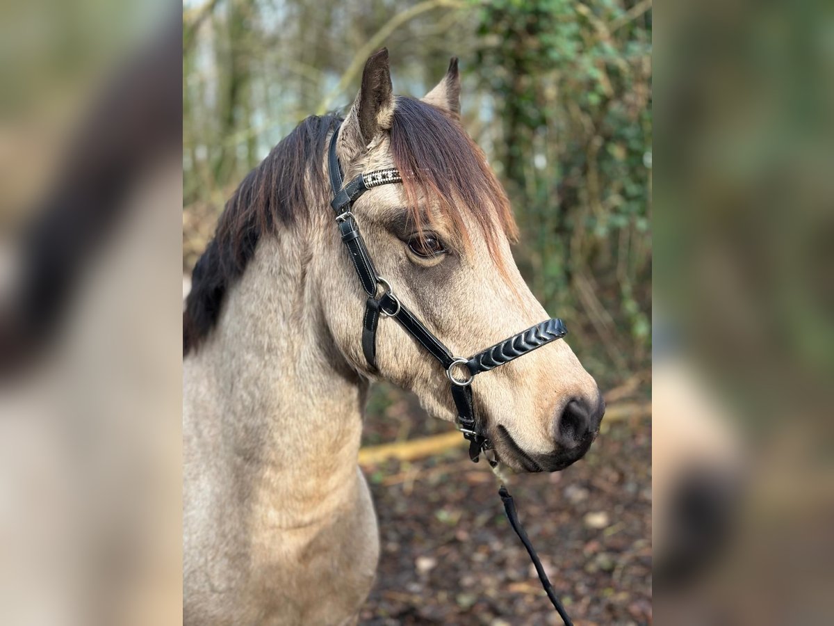 Welsh-C Étalon 3 Ans 134 cm Buckskin in Oostvoorne