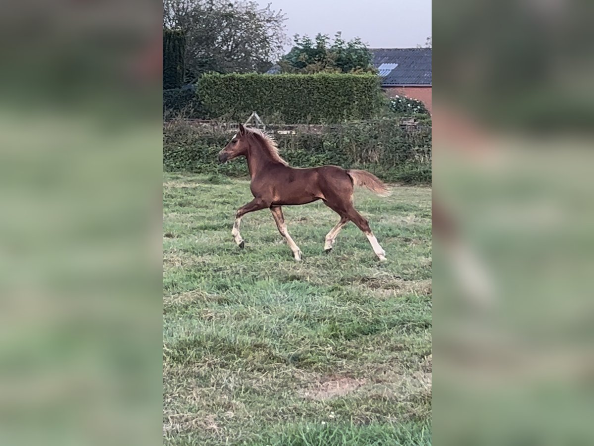 Welsh-C Étalon Poulain (04/2024) 136 cm Alezan in Hengelo (Gld)