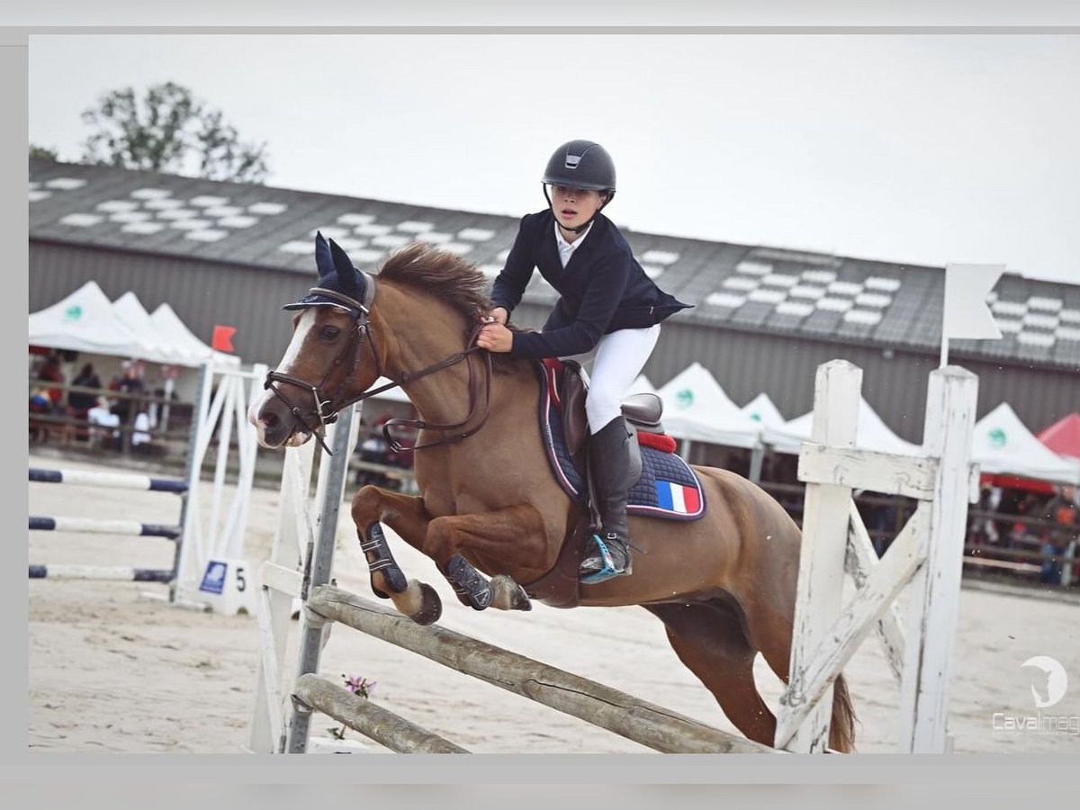 Welsh-C Giumenta 11 Anni 140 cm Sauro in Villers-Outréaux