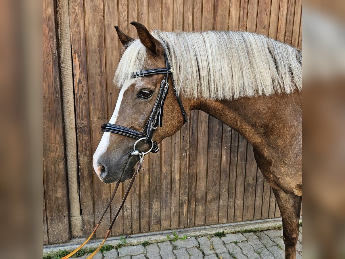 Welsh-C Giumenta 12 Anni 147 cm Sauro in Strengelbach