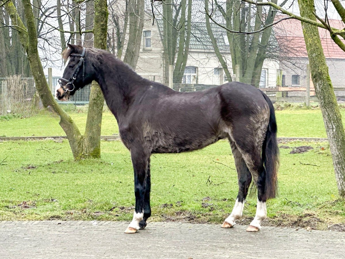 Welsh-C Giumenta 26 Anni 131 cm Baio scuro in Bocholt