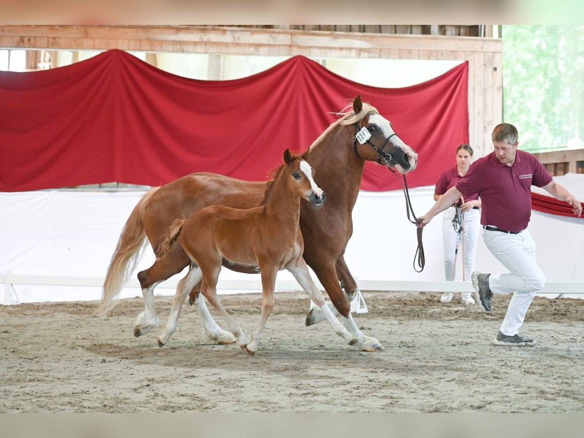Welsh-C Giumenta 2 Anni 150 cm Sauro in WeimarWeimar