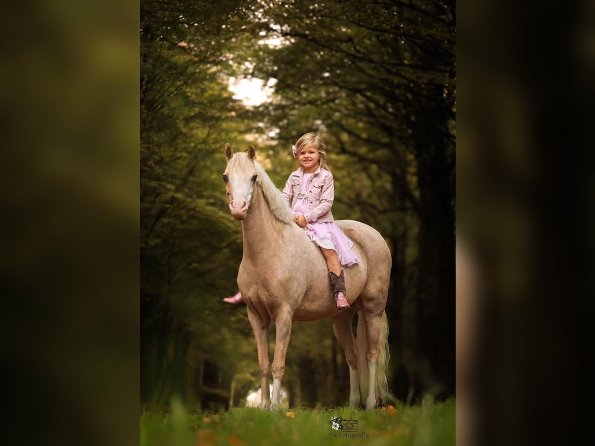 Welsh-C Giumenta 9 Anni 134 cm Palomino in Nieuwe Niedorp