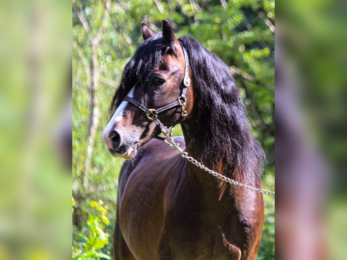 Welsh-C Hengst 18 Jaar 134 cm Zwartbruin in Bad Feilnbach