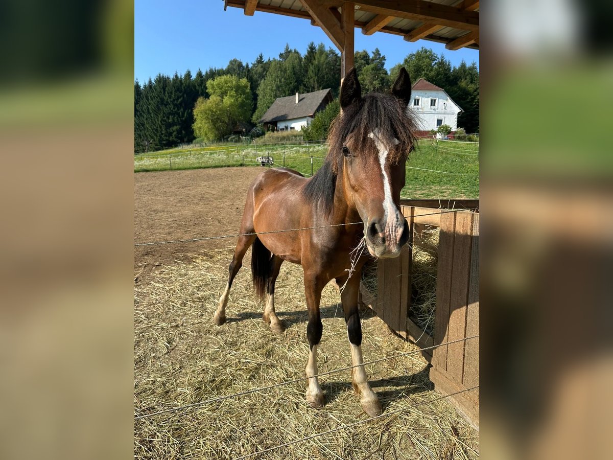 Welsh-C Hengst 1 Jahr 138 cm Dunkelbrauner in Neuhaus