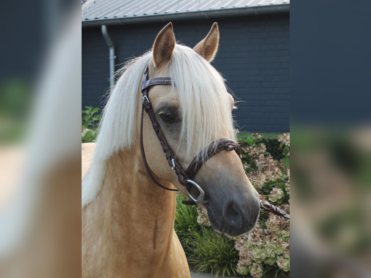 Welsh-C Hengst 3 Jahre 132 cm Palomino in Boxtel