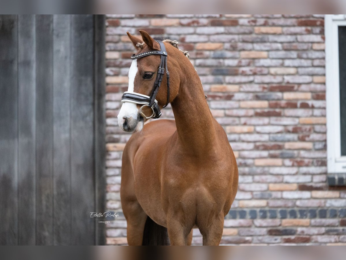 Welsh-C Hongre 10 Ans 132 cm Alezan in Lieren