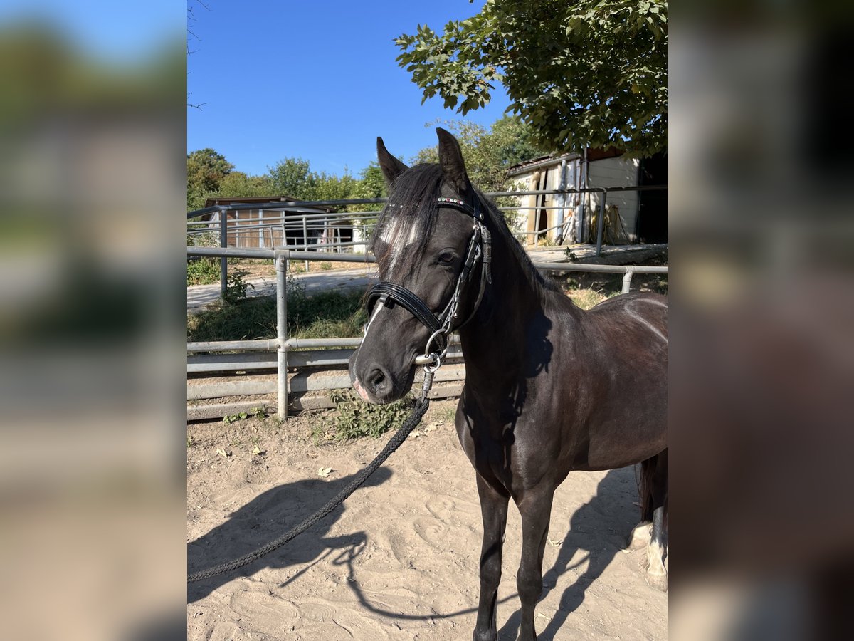 Welsh-C Hongre 4 Ans 123 cm Noir in Bischheim