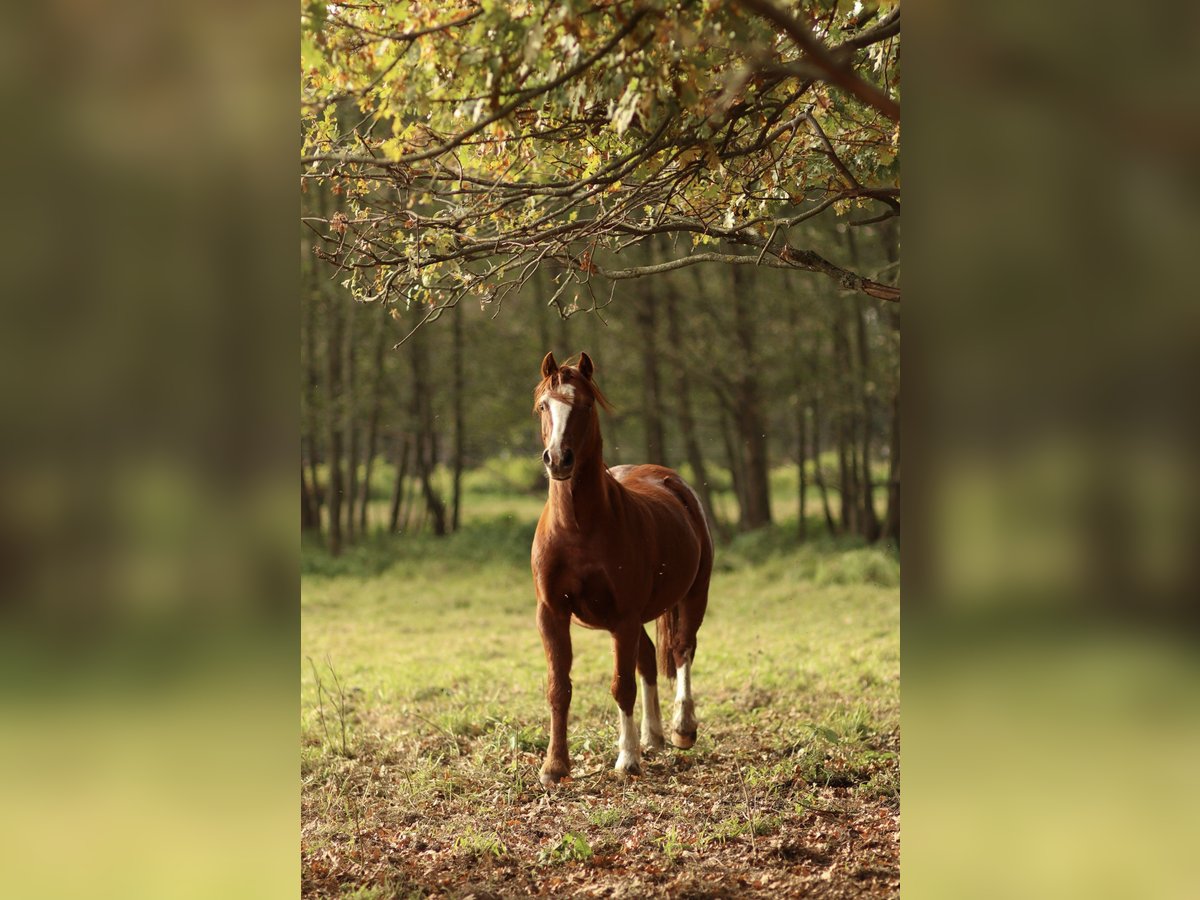 Welsh-C Hongre 4 Ans Alezan in Vetschau Welsh-C Hongre 4 Ans Alezan in Vetschau