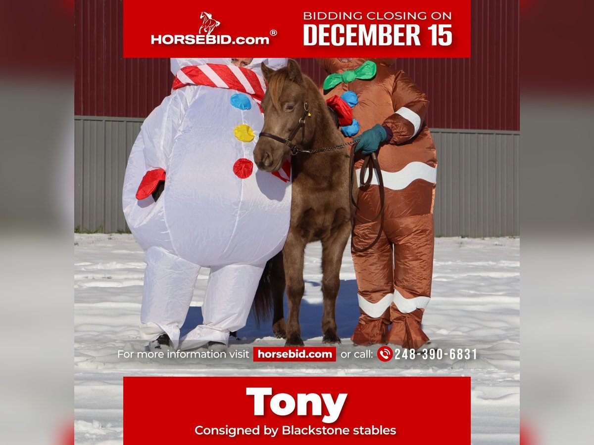 Welsh-C Hongre 5 Ans 124 cm Champagne in Howell