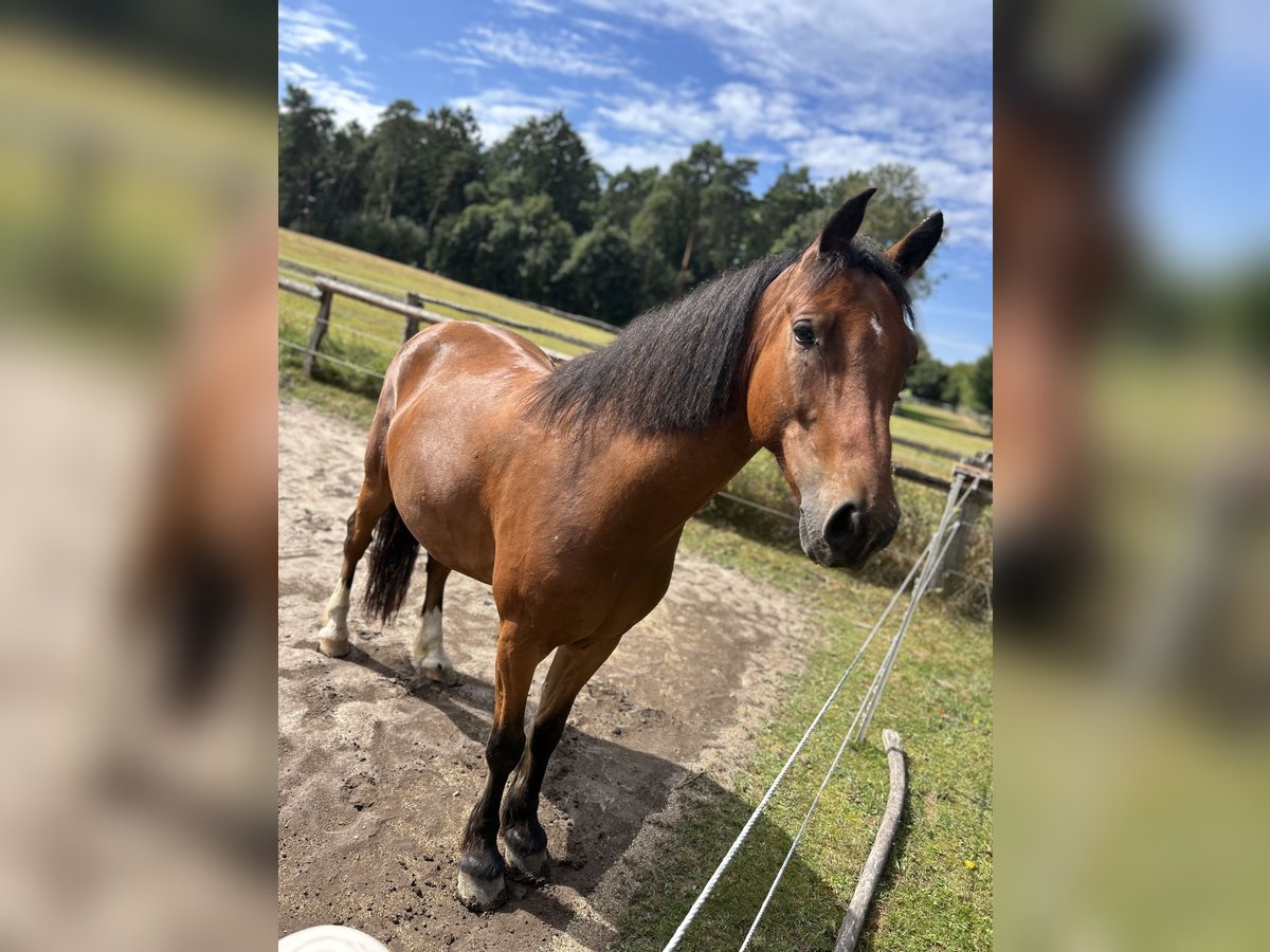 Welsh-C Hongre 5 Ans 155 cm Bai in Hermannsburg
