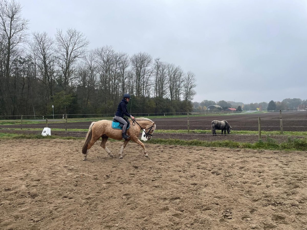 Welsh-C Croisé Hongre 6 Ans 146 cm Champagne in Emsbüren