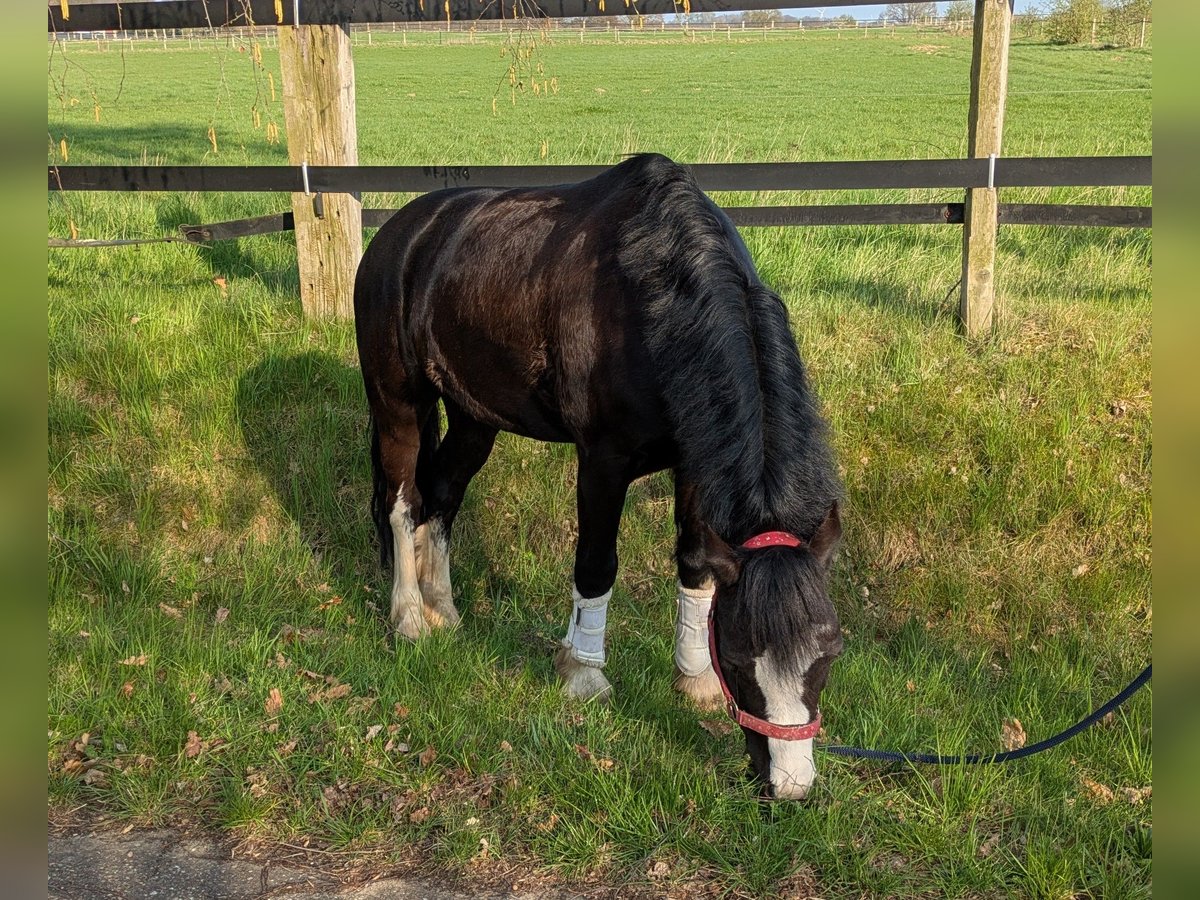 Welsh-C Hongre 9 Ans 132 cm Noir in Wiershop