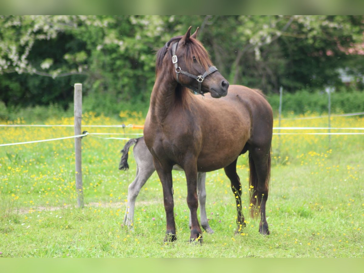 Welsh-C Jument 15 Ans 135 cm Noir in Sauveterre-de-B&#xE9;arn