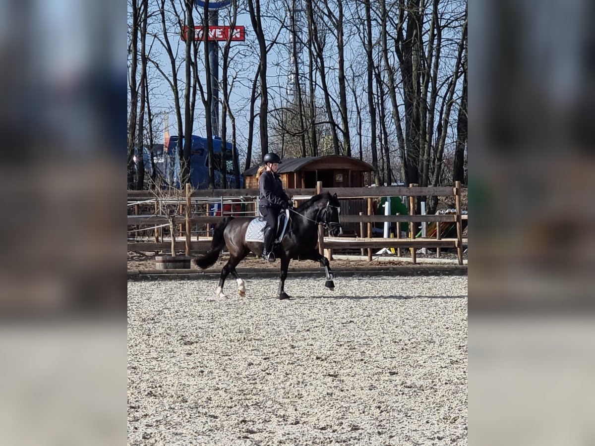 Welsh-C Jument 16 Ans 141 cm Noir in Troisdorf