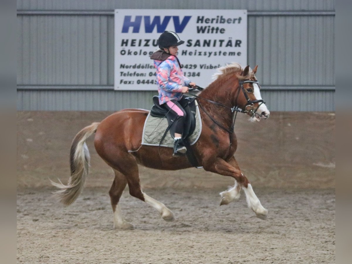 Welsh-C Jument 4 Ans 140 cm Alezan in Wildeshausen