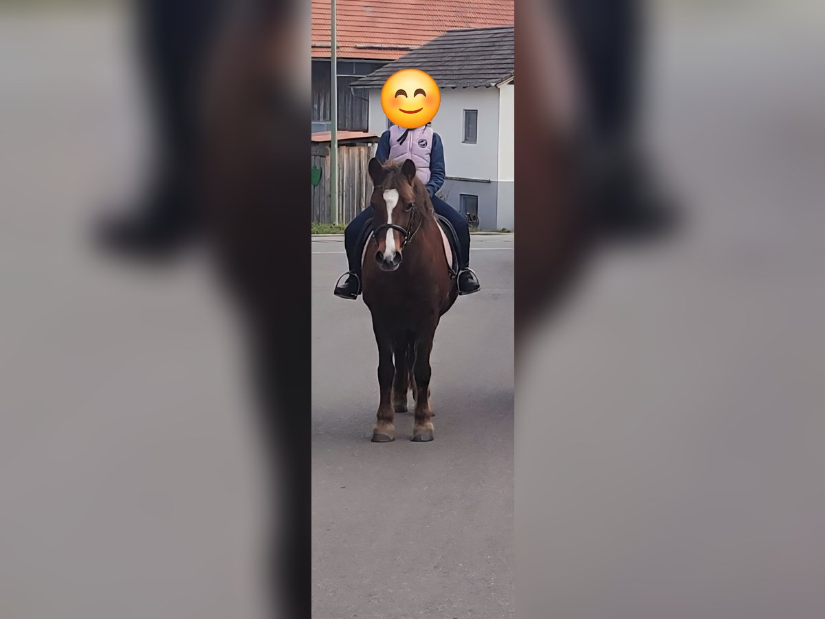 Welsh-C Mix Merrie 15 Jaar 135 cm Donkere-vos in Die&#xDF;en am Ammersee