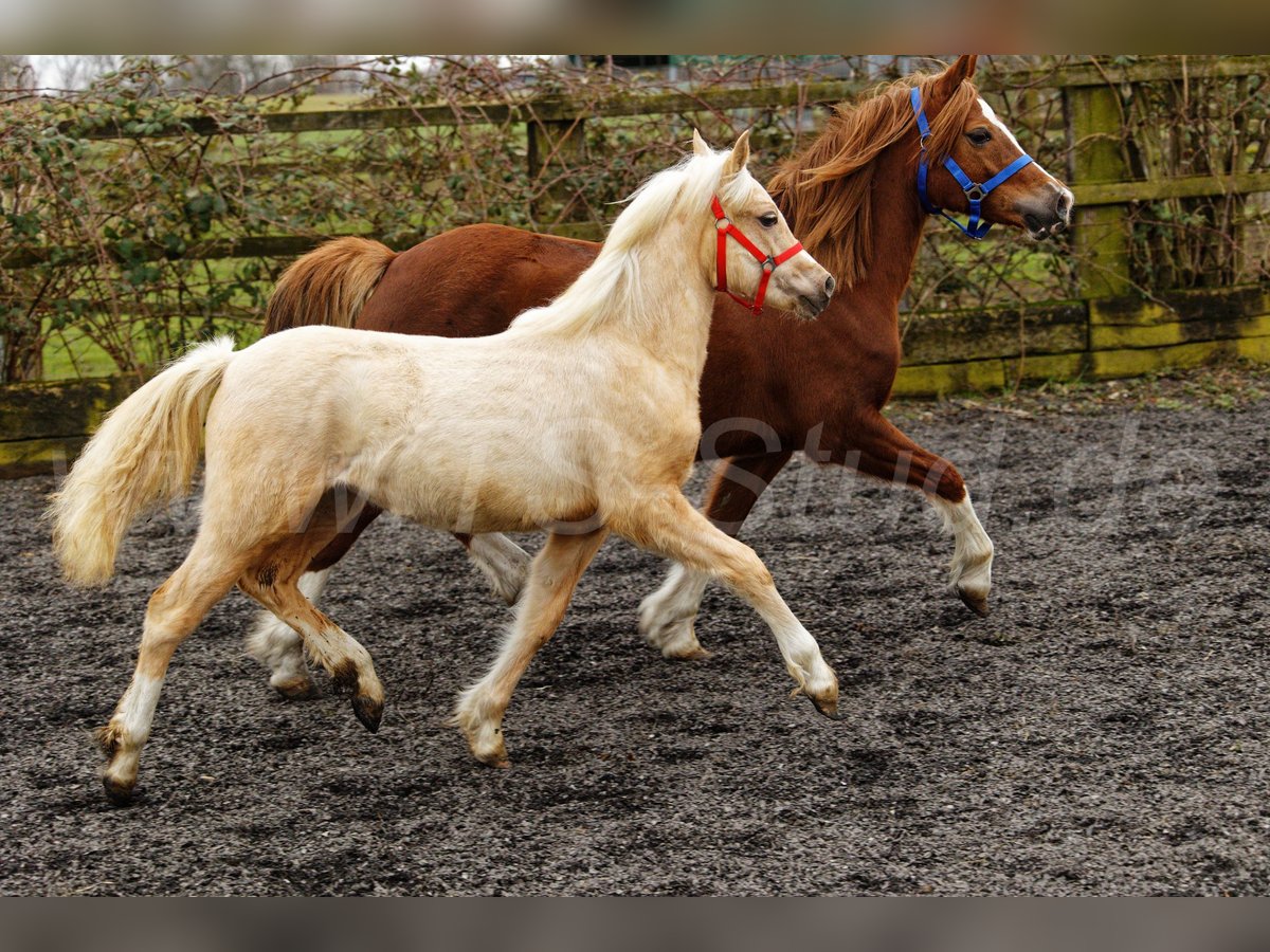 Welsh-C Merrie 1 Jaar 135 cm Palomino in Meerbusch