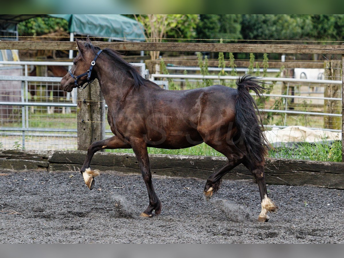 Welsh-C Merrie 2 Jaar 135 cm Zwartbruin in Meerbusch