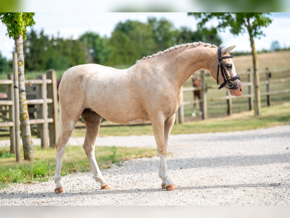 Welsh-C Merrie 4 Jaar 127 cm Palomino in GROTE-BROGEL