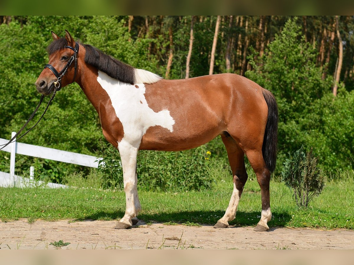 Welsh-C Merrie 5 Jaar 132 cm Gevlekt-paard in Daszewice