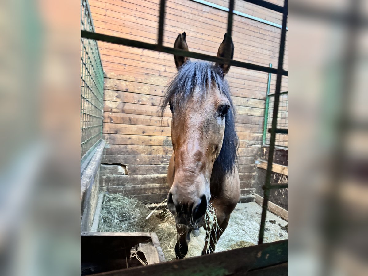 Welsh-C Mix Merrie 5 Jaar 135 cm Bruin in Perchtoldsdorf