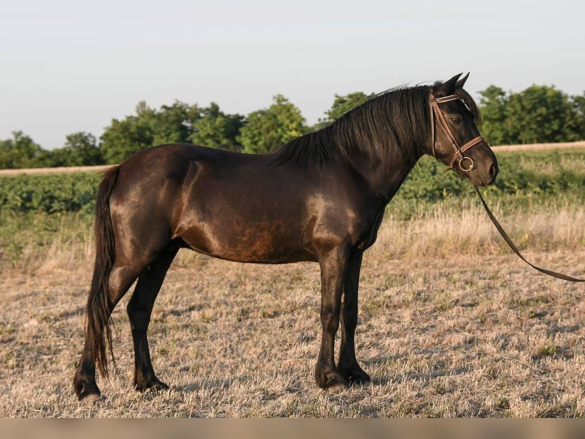 Welsh-C Merrie 6 Jaar 138 cm Zwart in Budapest
