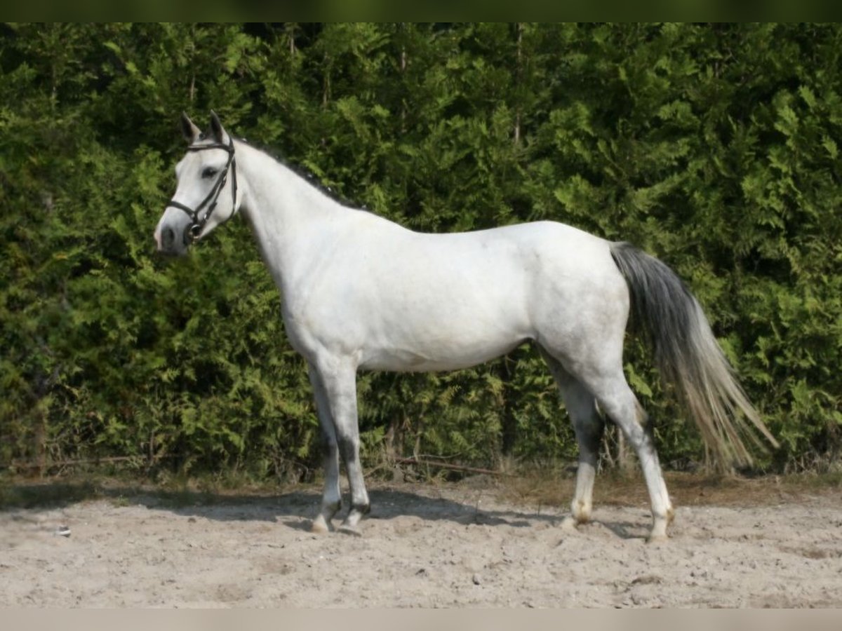 Welsh-C Merrie 7 Jaar Schimmel in Knegsel