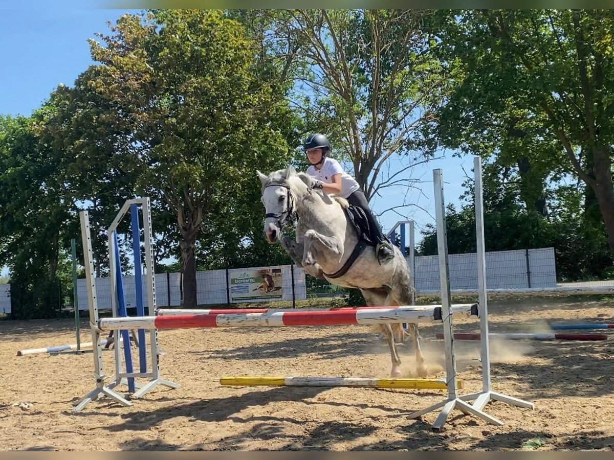 Welsh-C Merrie 8 Jaar 130 cm Schimmel in Nowy dwor gdanski