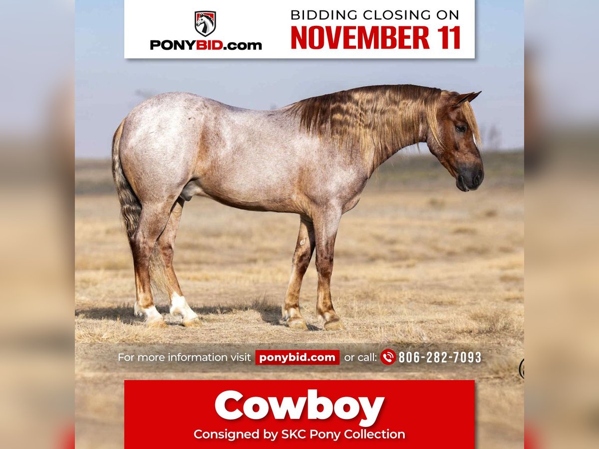 Welsh C (of Cob Type) Gelding 10 years 12,2 hh Roan-Red in Canyon