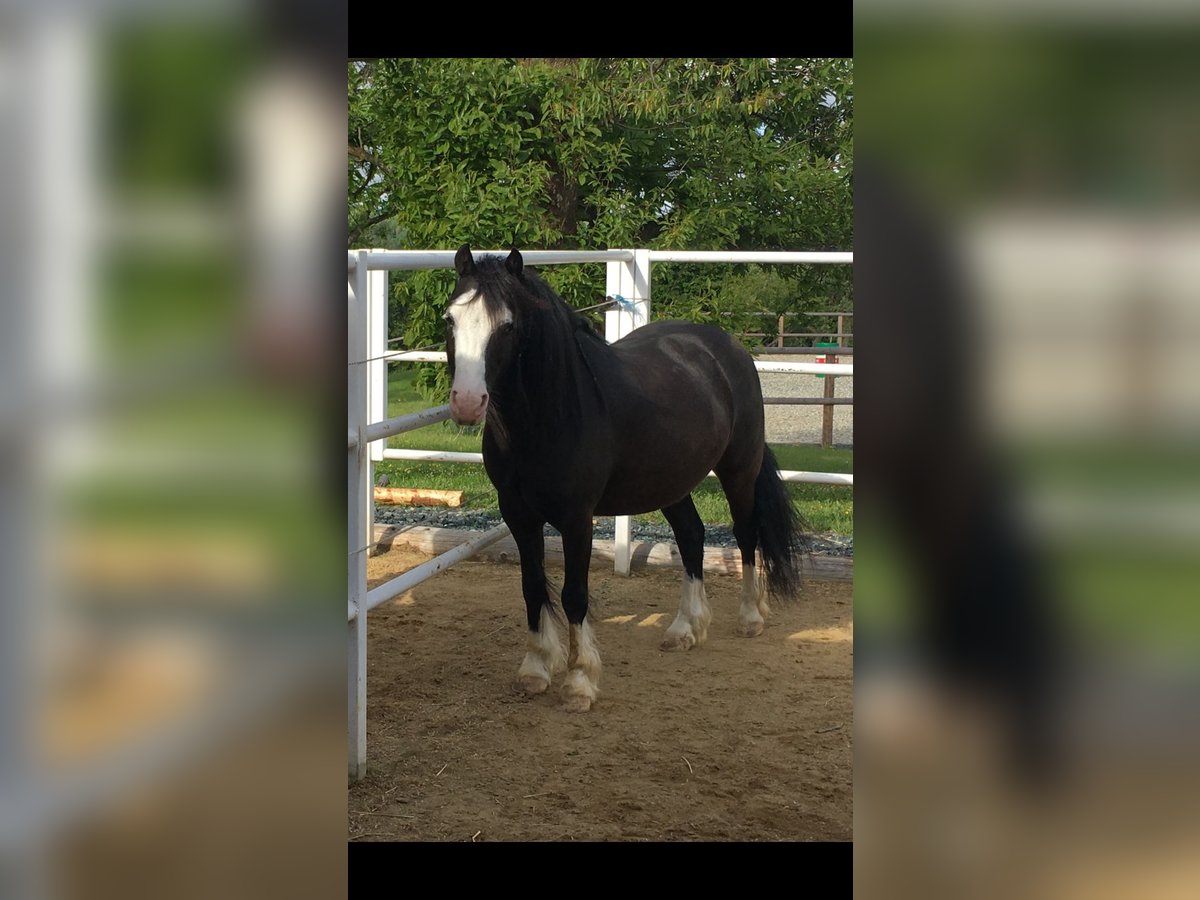 Welsh C (of Cob Type) Gelding 12 years 12,1 hh Black in Schönherrn