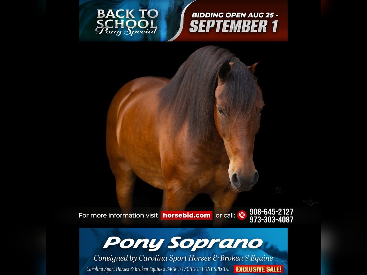 Welsh C (of Cob Type) Mix Gelding 13 years Bay in Clover